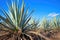 close-up of ripe blue agave plants ready for harvest