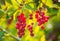 Close up ripe bright red berries of Prunus virginiana