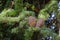 Close-up of ripe brown cones and green needles of Himalayan cedar Cedrus Deodara, Deodar