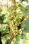 Close-up ripe bunch of white Grapes on Vine for wine making. Autumn grapes harvest, fresh fruits. Chardonnay, Chenin Blanc, Muscat