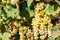 Close-up ripe bunch of white Grapes on Vine for wine making. Autumn grapes harvest, fresh fruits. Chardonnay, Chenin Blanc, Muscat