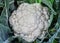 Close-up of ripe cauliflower