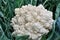 Close-up of ripe cauliflower