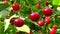 Close up of ripe cherries on the cherry tree