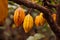 Close-up of ripe cocoa pods on the tree, ai generated