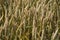 Close-up of ripe common wheat ears in summer sun