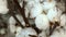 A close up of ripe cotton bolls on branches that is ready to harvest