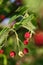 Close-up of ripe cranberries