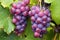 close-up of ripe, dew-kissed grapes on vine