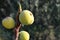 Close-up of Ripe Fig Fruits, Sicily, Italy, Nature, Macro