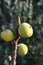 Close-up of Ripe Fig Fruits, Sicily, Italy, Nature, Macro