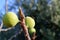 Close-up of Ripe Fig Fruits, Sicily, Italy, Nature, Macro