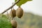 Close-up of ripe fruit of Kiwi Actinidia chinensis or deliciosa, kiwifruit or Chinese Gooseberry. Beautiful kiwi on branches