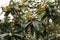 Close-up of ripe fruits on the branches of Japanese medlar with green leaves.