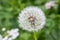 Close-up of ripe fruits common dandelion - taraxacum officinale