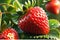 Close-up of a ripe, glistening strawberry dew-kissed and backlit by the morning sun, vibrant red