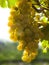 Close Up of Ripe Golden Grape Cluster on Vine