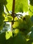 Close Up of Ripe Grape Cluster on Vine