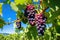 close-up of ripe grapes on a vine in sprawling vineyard