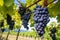 close-up of ripe grapes on a vine in sprawling vineyard