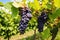 close-up of ripe grapes on a vine in sprawling vineyard