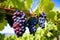 close-up of ripe grapes on a vine in sprawling vineyard