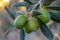 Close up of ripe green olives on a sunny day, with focus on a spanish olive tree