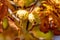 Close-up of ripe horse chestnuts on a tree in autumn