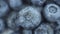 Close-up of ripe juicy blueberries on a white background