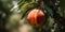 close-up of a ripe juicy peach hanging from a tree one generative AI