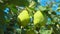 Close-up of ripe juicy pears growing on the branch in the orchard