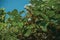 Close-up of ripe kiwi fruits stuck to leafy branch