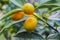 Close up ripe kumquat fruits and green leaves on tree branches