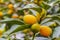 Close up ripe kumquat fruits and green leaves on tree branches