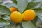 Close up ripe kumquat fruits and green leaves on tree branches