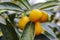 Close up ripe kumquat fruits and green leaves on tree branches