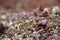 Close-up of ripe low-bush cranberries or lingonberries found on the arctic tundra