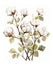 Close-up of ripe opened fluffy cotton flowers buds, ready for harvesting. Watercolor clip art on white background. Drawing