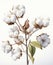 Close-up of ripe opened fluffy cotton flowers buds, ready for harvesting. Watercolor clip art on white background. Drawing