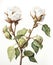 Close-up of ripe opened fluffy cotton flowers buds, ready for harvesting. Watercolor clip art on white background. Drawing