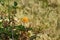 A close up of a ripe orange cloudberry fruit Rubus chamaemorus