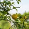 Close-up of ripe orange fruits of Citrus trifoliata or Japanese Bitter OrangePoncirus trifoliata with prickly branches