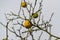 Close-up of ripe orange fruits of Citrus trifoliata or Japanese Bitter OrangePoncirus trifoliata with prickly branches in public