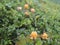 Close up of ripe orange yellow cloudberry, Rubus chamaemorus. Macro of fresh wild northern berry growing in the natural