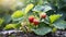 Close up of ripe organic strawberry bush in the garden. Water drops or rain