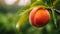 Close up of a ripe peach on a tree branch with garden background macro fruit photography