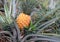 Close up of a ripe pineapple. The pineapple Ananas comosus is a tropical plant with an edible fruit and the most economically si