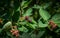 Close-up ripe purple berries of Amelanchier canadensis, serviceberry, shadberry or Juneberry tree on green blurred background