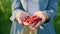 Close-up ripe raspberries in hands of woman in summer garden