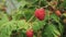 Close up of a ripe raspberry at a farm in westerway, tasmania